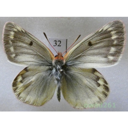 Colias phicomone (Esper, 1780) male Austria32